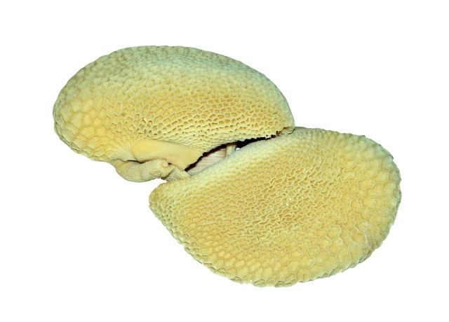 Honey Comb (004)