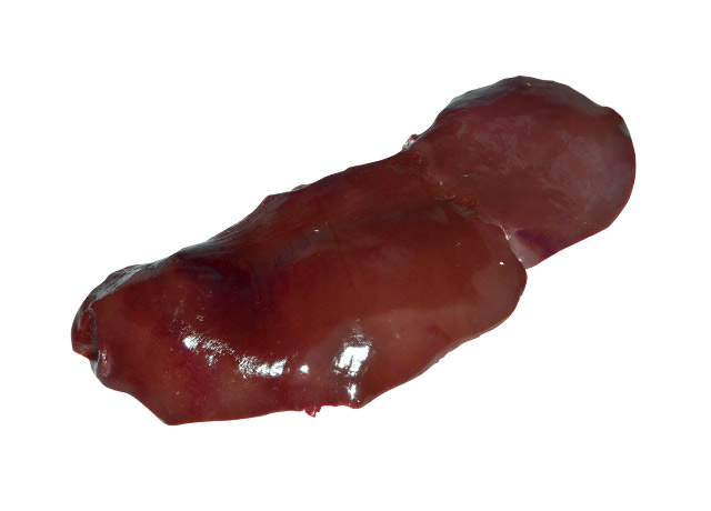 Liver