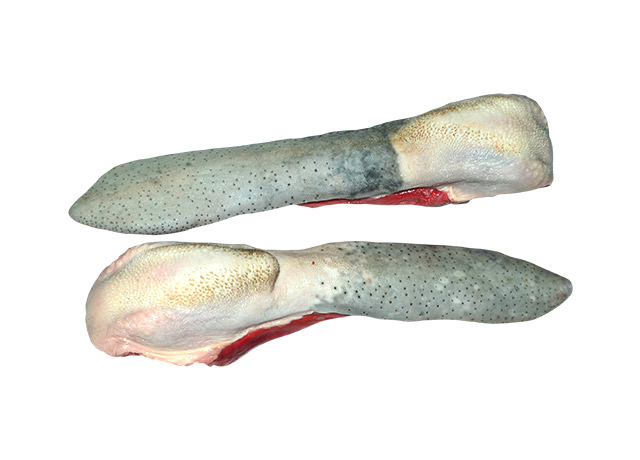 Tongue