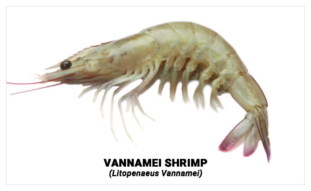 Vannamei shrimp