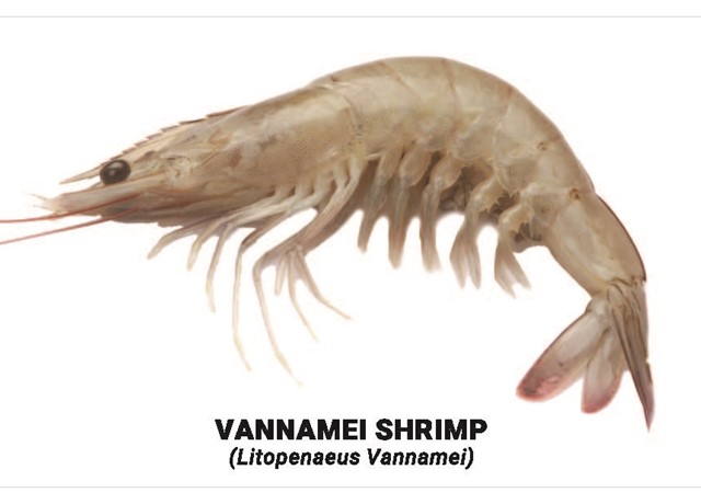 Vannamei shrimp