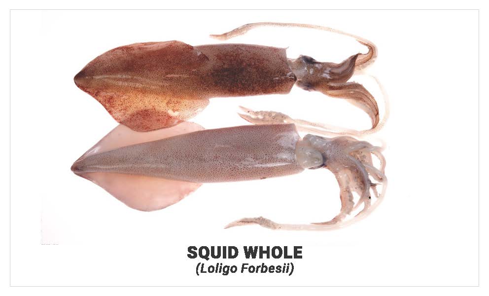 Squid  whole