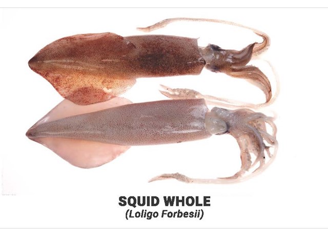 Squid  whole
