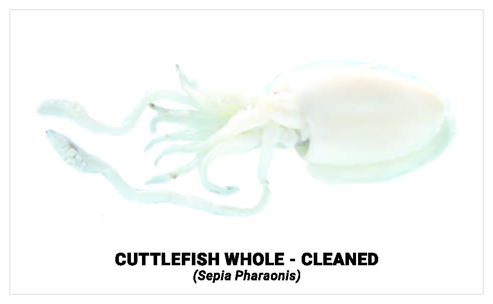 Cuttlefish whole cleaned 