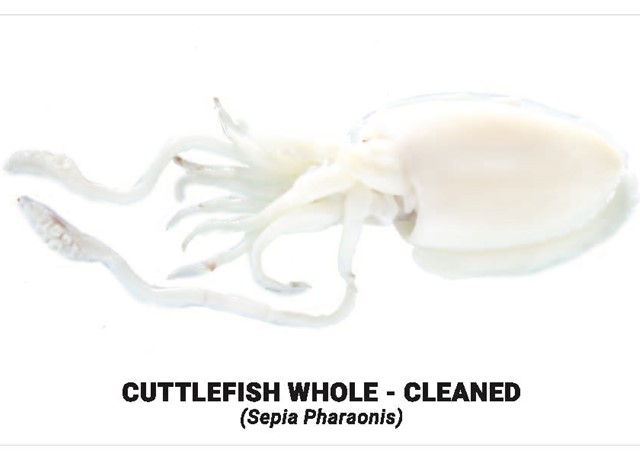 Cuttlefish whole cleaned 