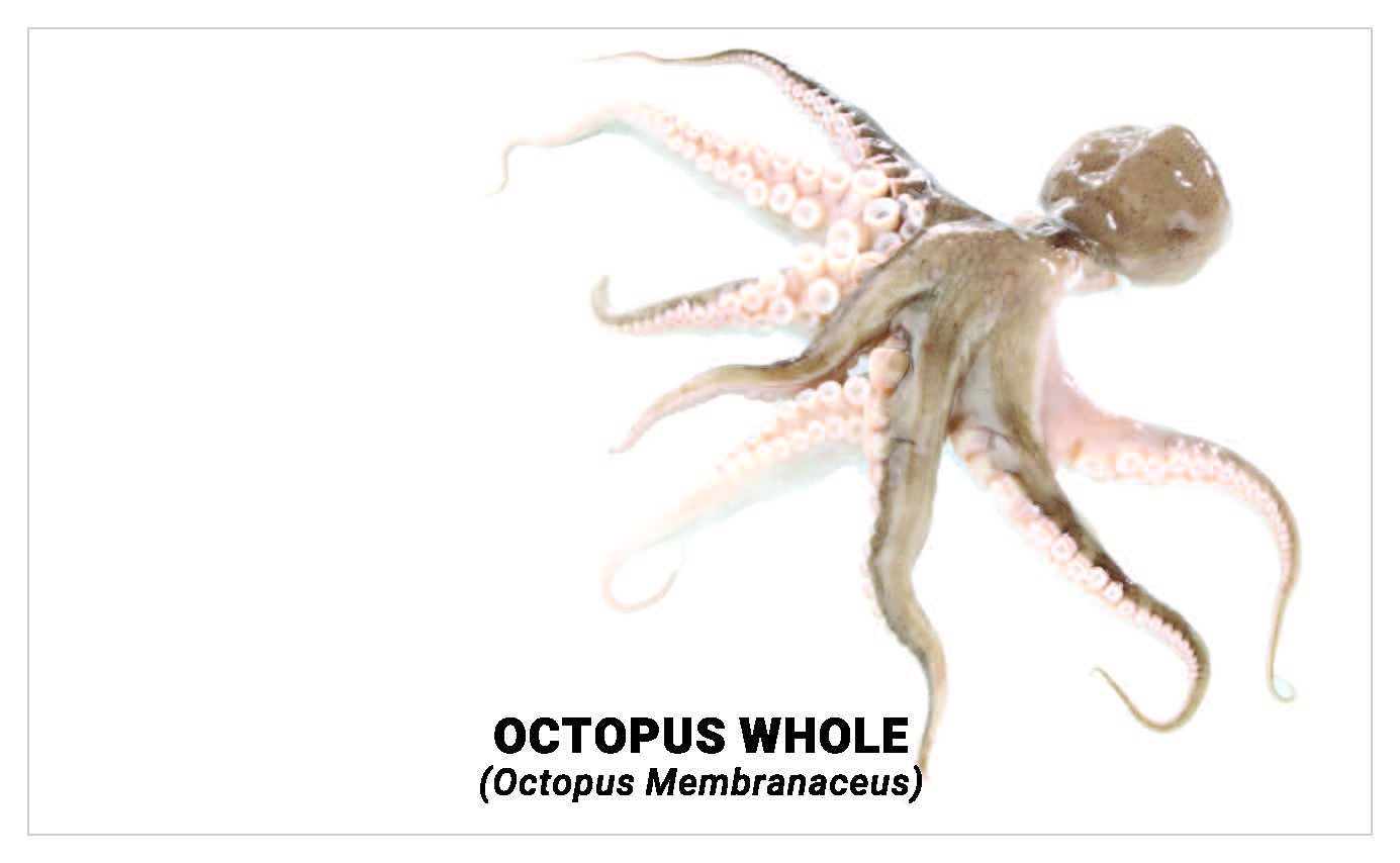 Octopus whole