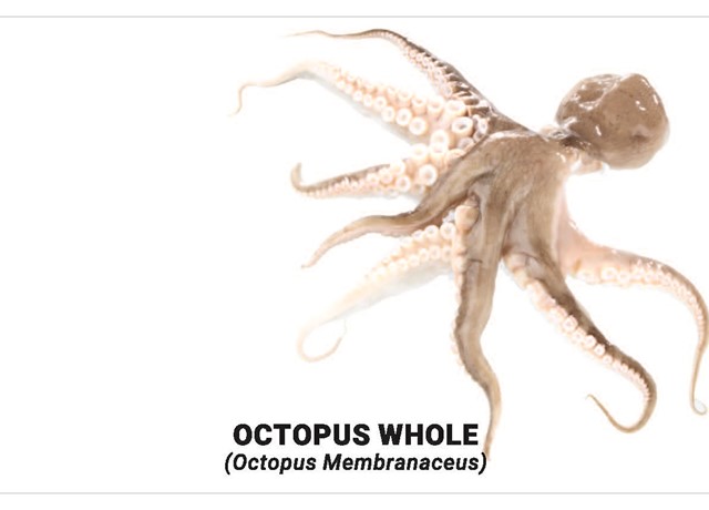 Octopus whole