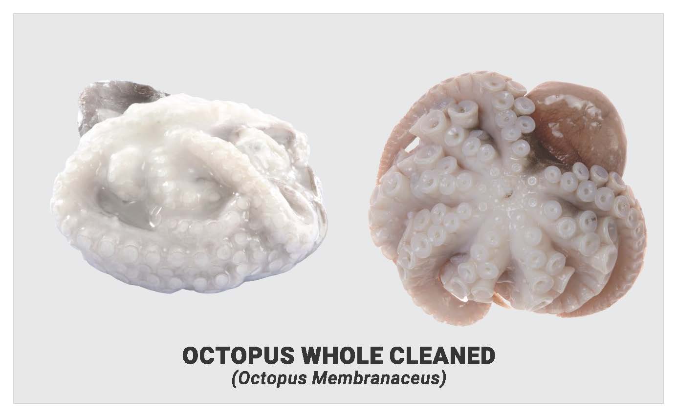 Octopus whole cleaned 