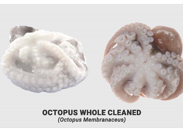 Octopus whole cleaned 