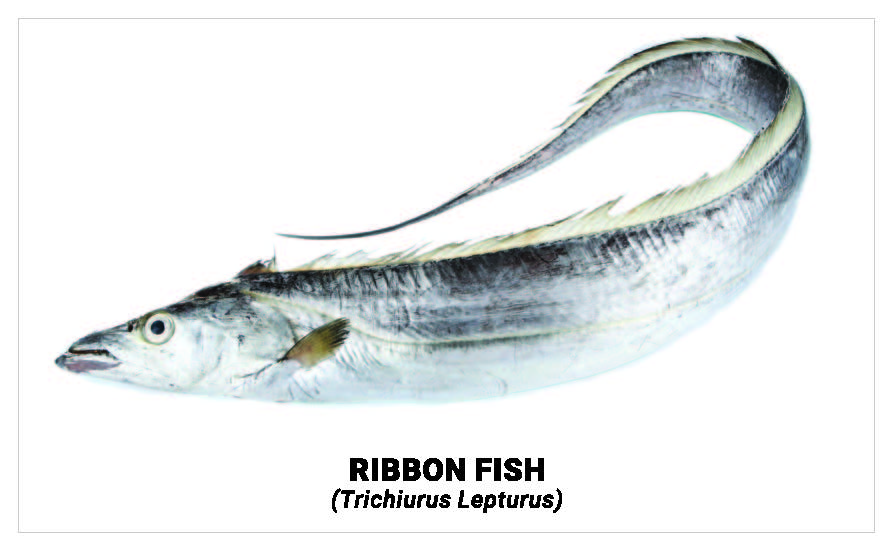 Ribbon fish 