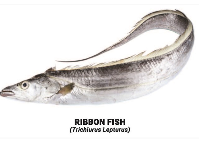Ribbon fish 
