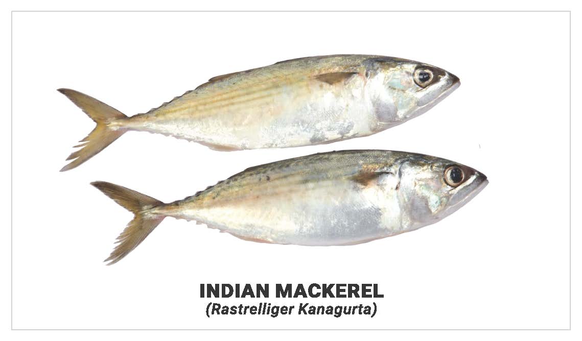 Indian mackerel