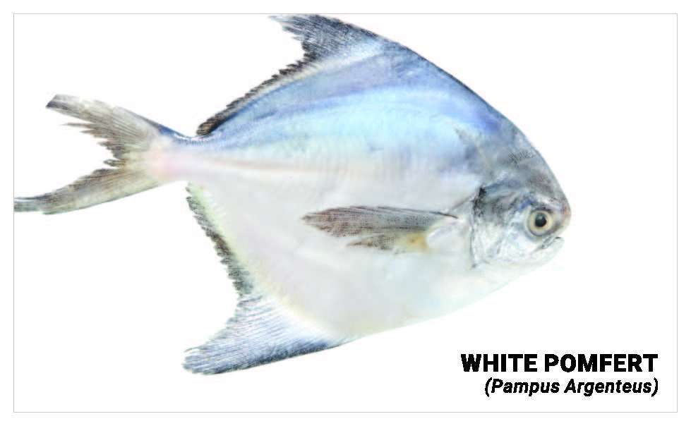 White pomfret